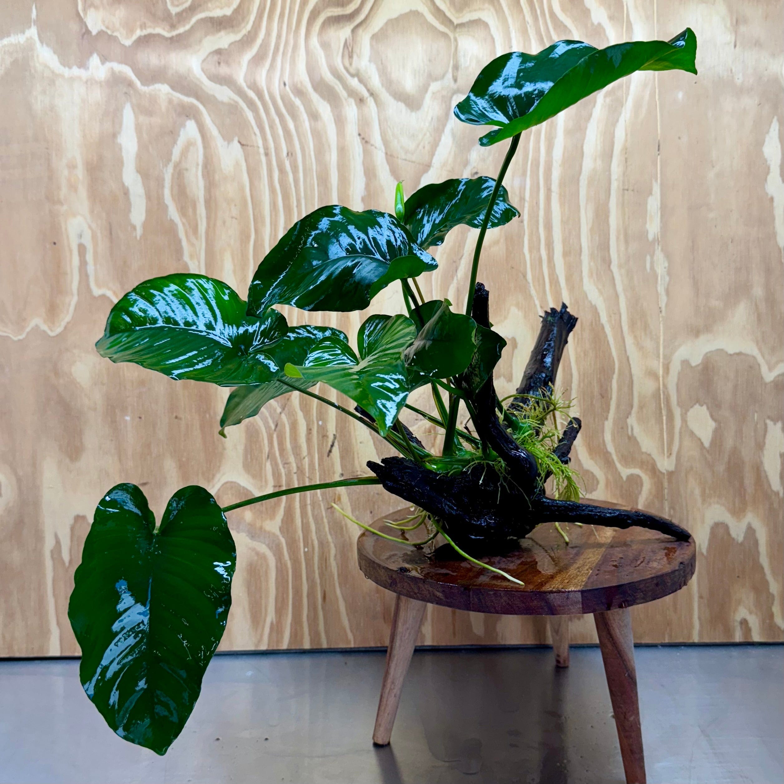 Scapeshop.com.au One Only Anubias 'Barteri' on Large Driftwood Creation - One Only - Strong Anubias Jenny on Medium Driftwood - ONE ONLY - Scapeshop