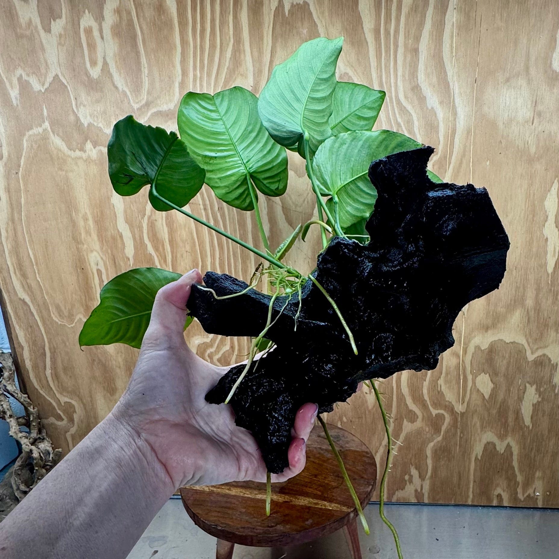Scapeshop.com.au One Only Anubias 'Barteri' on Large Driftwood Creation - One Only - Strong Anubias Jenny on Medium Driftwood - ONE ONLY - Scapeshop