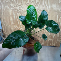Scapeshop.com.au One Only Anubias 'Barteri' on Large Driftwood Creation - One Only - Strong Anubias Jenny on Medium Driftwood - ONE ONLY - Scapeshop