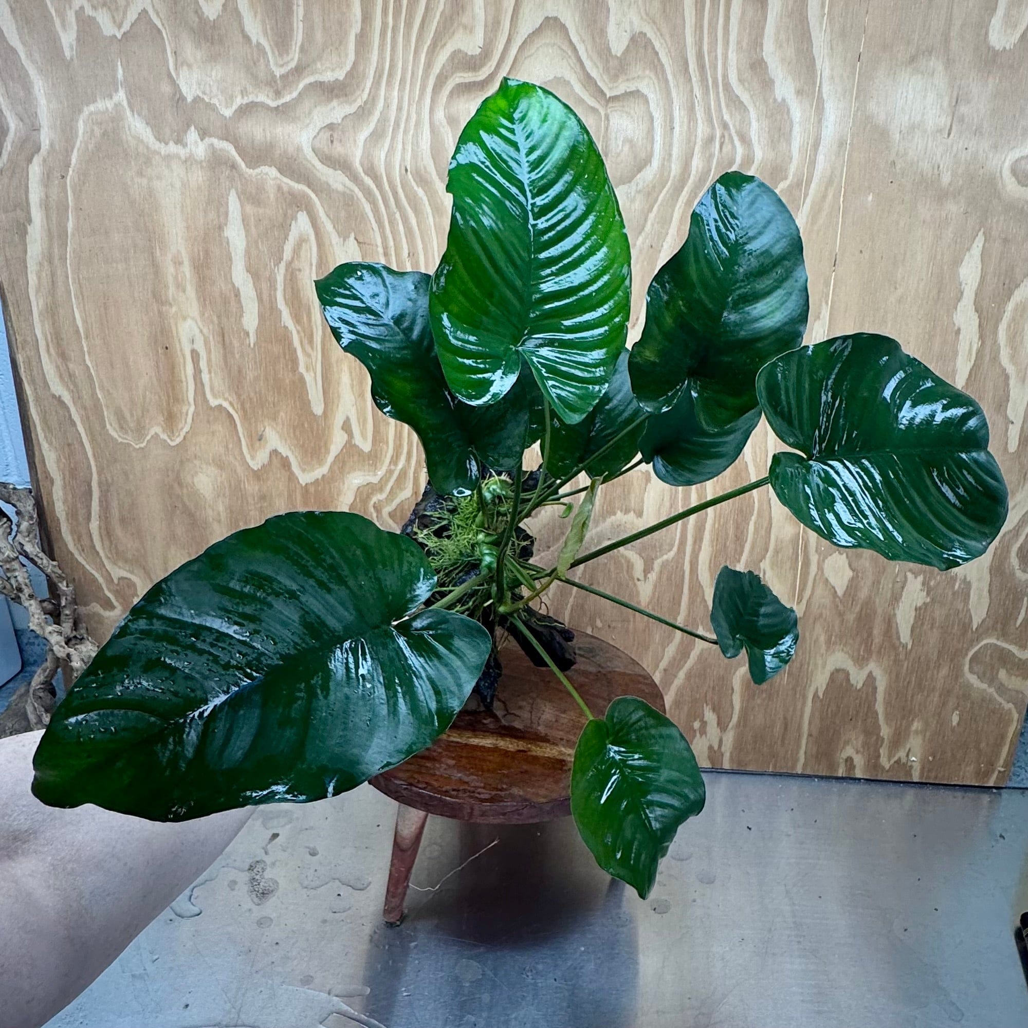 Scapeshop.com.au One Only Anubias 'Barteri' on Large Driftwood Creation - One Only - Strong Anubias Jenny on Medium Driftwood - ONE ONLY - Scapeshop