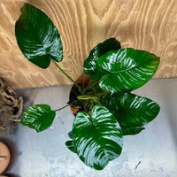Scapeshop.com.au One Only Anubias 'Barteri' on Large Driftwood Creation - One Only - Strong Anubias Jenny on Medium Driftwood - ONE ONLY - Scapeshop