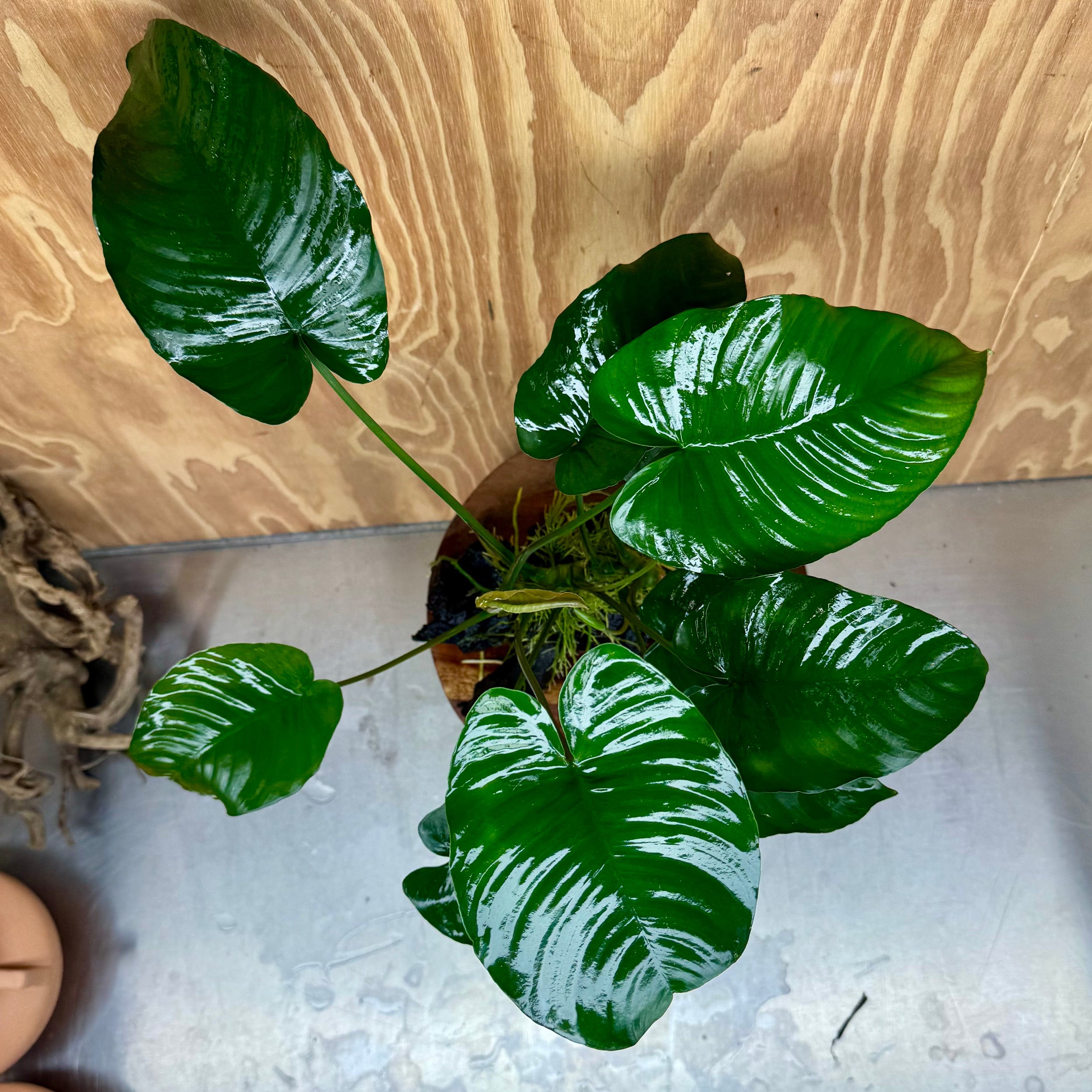 Scapeshop.com.au One Only Anubias 'Barteri' on Large Driftwood Creation - One Only - Strong Anubias Jenny on Medium Driftwood - ONE ONLY - Scapeshop