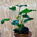 Scapeshop.com.au One Only Anubias 'Barteri' on Large Driftwood Creation - One Only - Strong Anubias Jenny on Medium Driftwood - ONE ONLY - Scapeshop