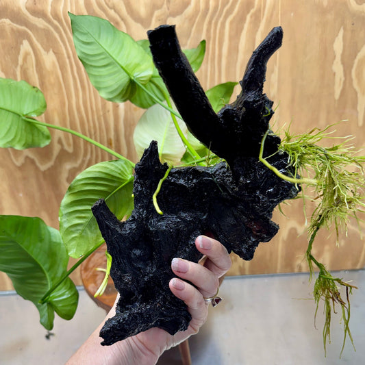 Scapeshop.com.au One Only Anubias 'Barteri' on Large Driftwood Creation - One Only - Strong Anubias Jenny on Medium Driftwood - ONE ONLY - Scapeshop