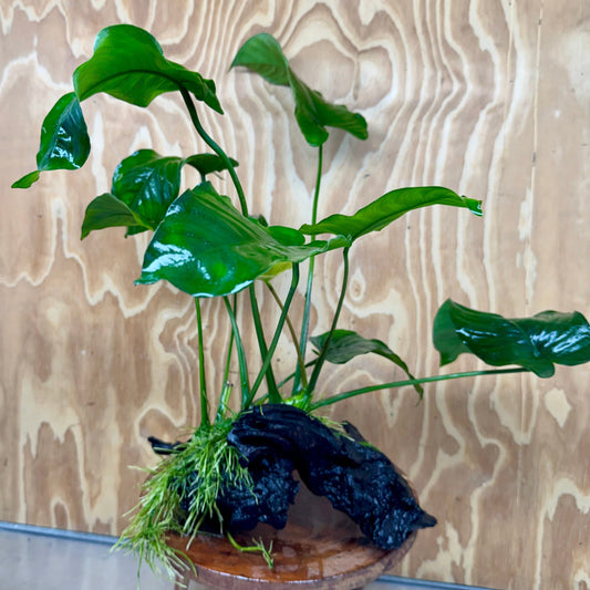 Scapeshop.com.au One Only Anubias 'Barteri' on Large Driftwood Creation - One Only - Strong Anubias Jenny on Medium Driftwood - ONE ONLY - Scapeshop