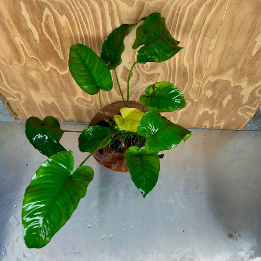 Scapeshop.com.au One Only Anubias 'Barteri' on Large Driftwood Creation - One Only - Strong Anubias Jenny on Medium Driftwood - ONE ONLY - Scapeshop