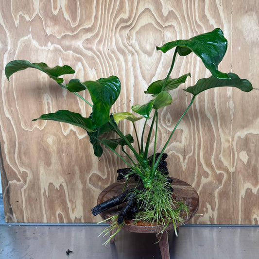 Scapeshop.com.au One Only Anubias 'Barteri' on Large Driftwood Creation - One Only - Strong Anubias Jenny on Medium Driftwood - ONE ONLY - Scapeshop