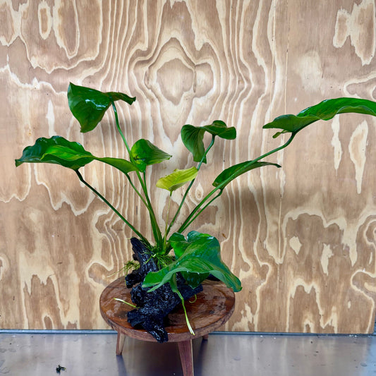 Scapeshop.com.au One Only Anubias 'Barteri' on Large Driftwood Creation - One Only - Strong Anubias Jenny on Medium Driftwood - ONE ONLY - Scapeshop