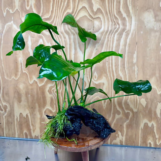 Scapeshop.com.au One Only Anubias 'Barteri' on Large Driftwood Creation - One Only - Strong Anubias Jenny on Medium Driftwood - ONE ONLY - Scapeshop