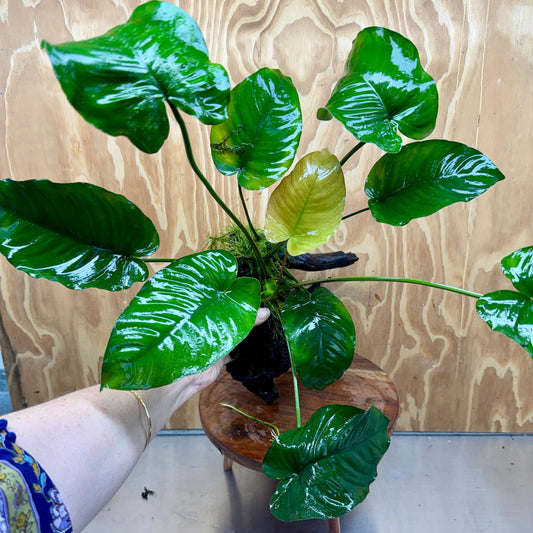 Scapeshop.com.au One Only Anubias 'Barteri' on Large Driftwood Creation - One Only - Strong Anubias Jenny on Medium Driftwood - ONE ONLY - Scapeshop