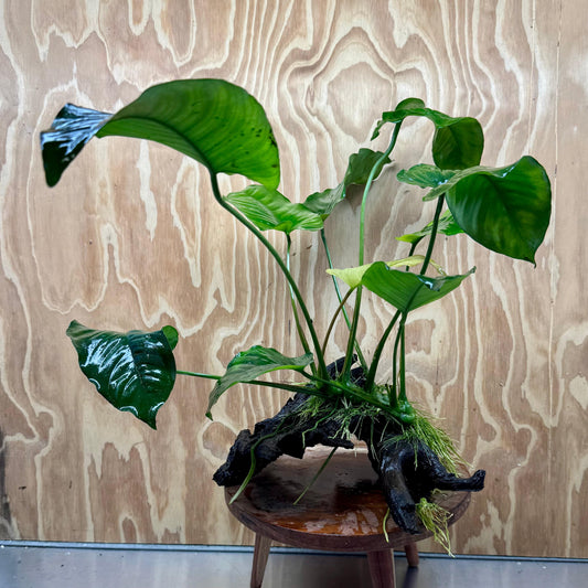 Scapeshop.com.au One Only Anubias 'Barteri' on Large Driftwood Creation - One Only - Strong Anubias Jenny on Medium Driftwood - ONE ONLY - Scapeshop