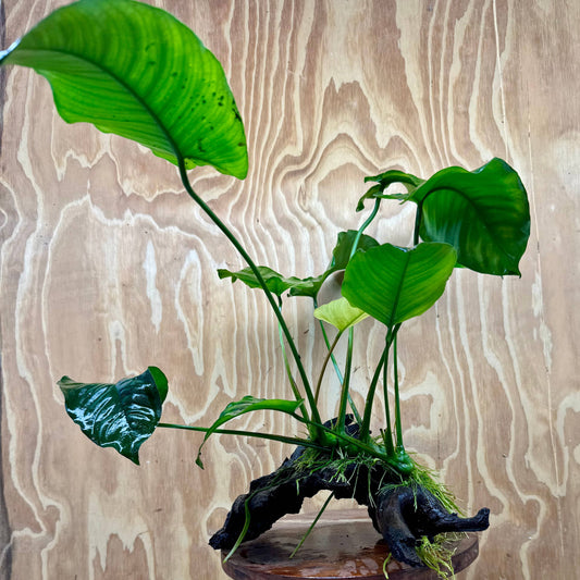 Scapeshop.com.au One Only Anubias 'Barteri' on Large Driftwood Creation - One Only - Strong Anubias Jenny on Medium Driftwood - ONE ONLY - Scapeshop