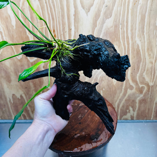 Scapeshop.com.au One Only Anubias 'Barteri' on Large Driftwood Creation - One Only - Strong Anubias Barteri Large Driftwood - ONE ONLY - Scapeshop Aquarium Plants