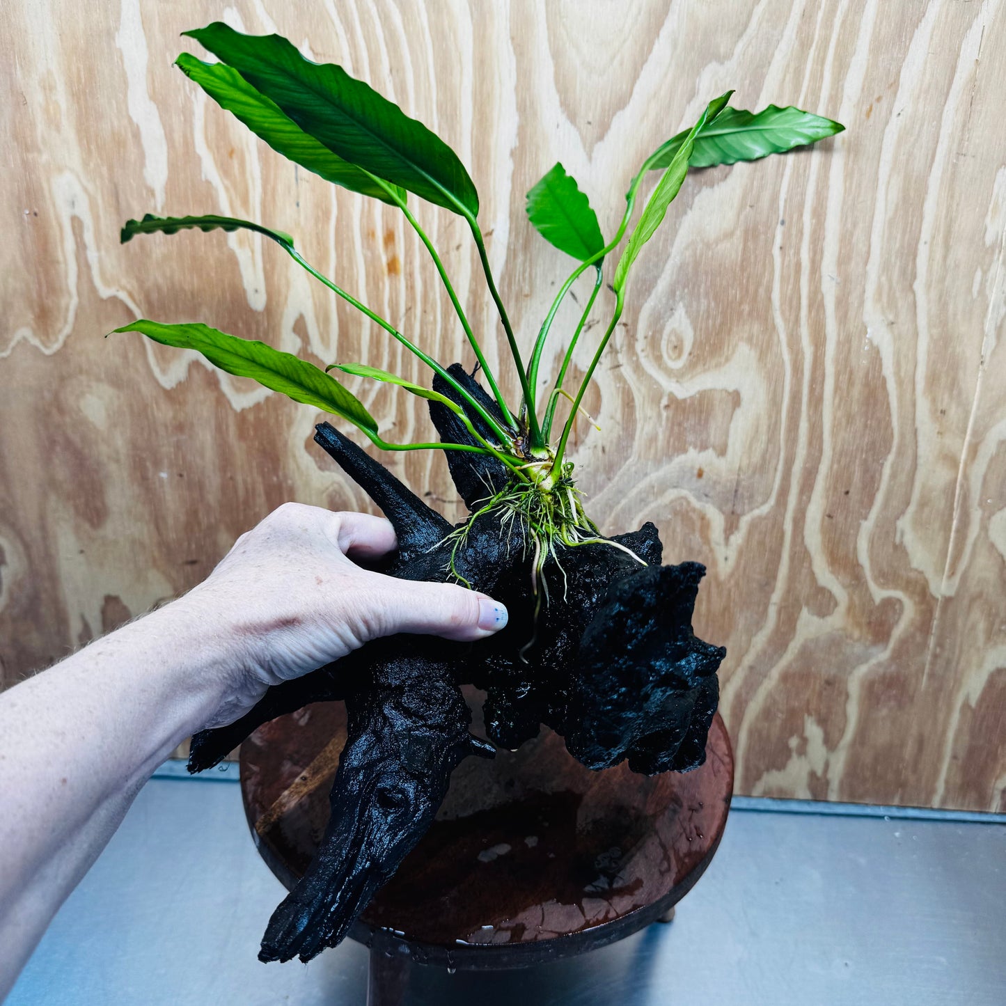 Scapeshop.com.au One Only Anubias 'Barteri' on Large Driftwood Creation - One Only - Strong Anubias Barteri Large Driftwood - ONE ONLY - Scapeshop Aquarium Plants