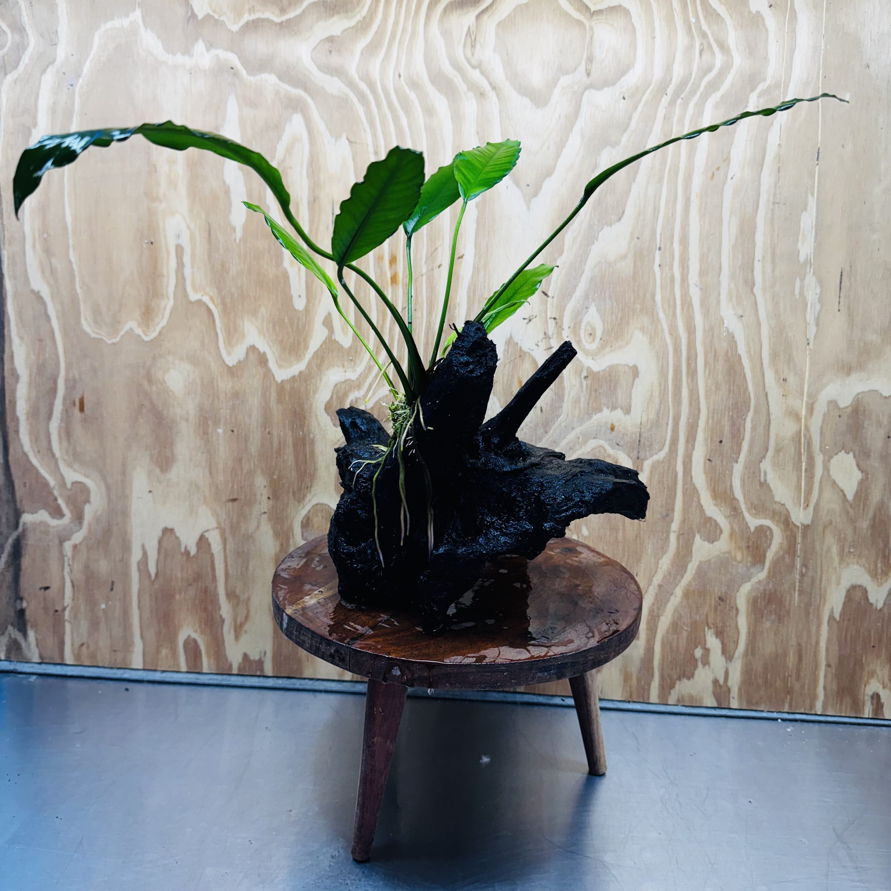 Scapeshop.com.au One Only Anubias 'Barteri' on Large Driftwood Creation - One Only - Strong Anubias Barteri Large Driftwood - ONE ONLY - Scapeshop Aquarium Plants