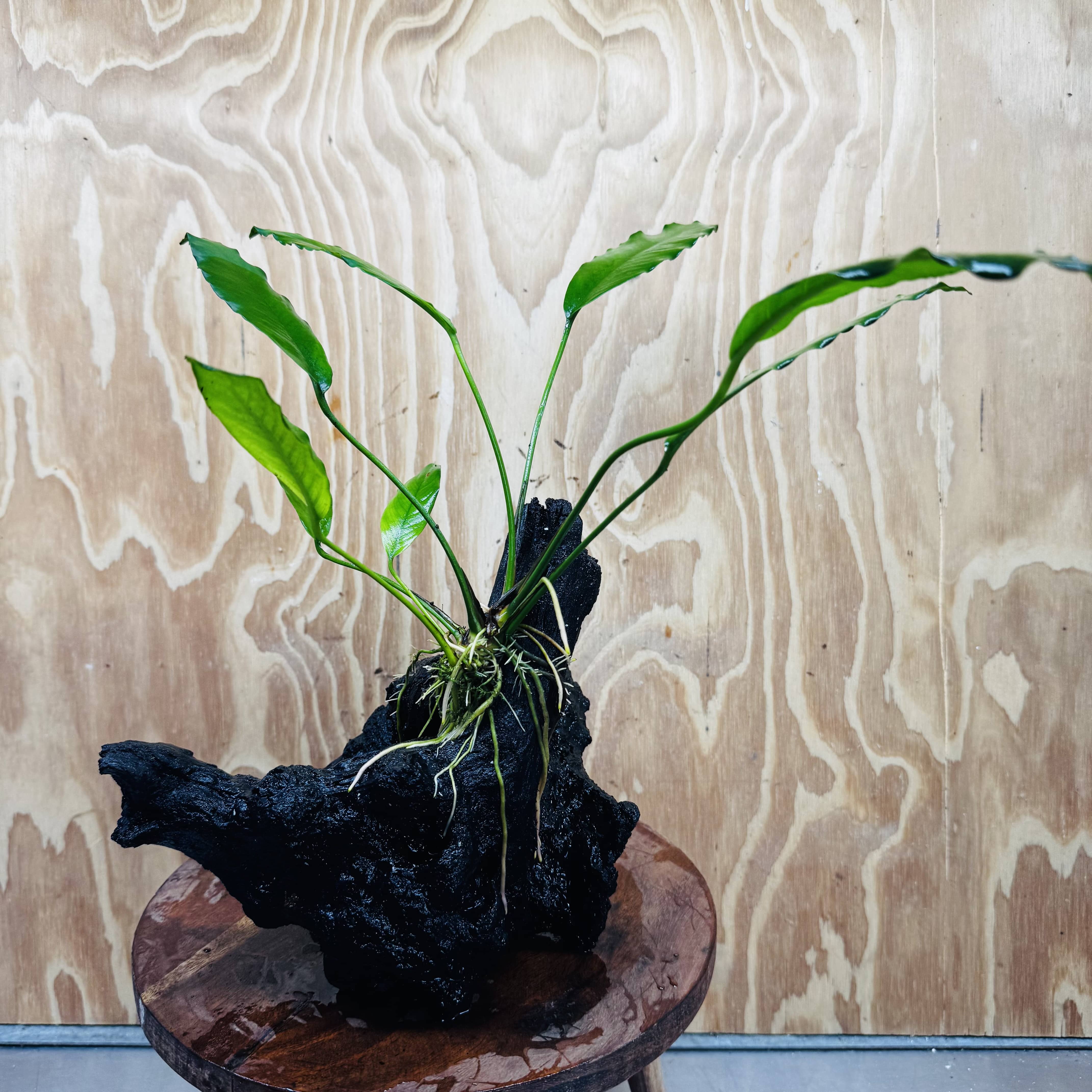 Scapeshop.com.au One Only Anubias 'Barteri' on Large Driftwood Creation - One Only - Strong Anubias Barteri Large Driftwood - ONE ONLY - Scapeshop Aquarium Plants