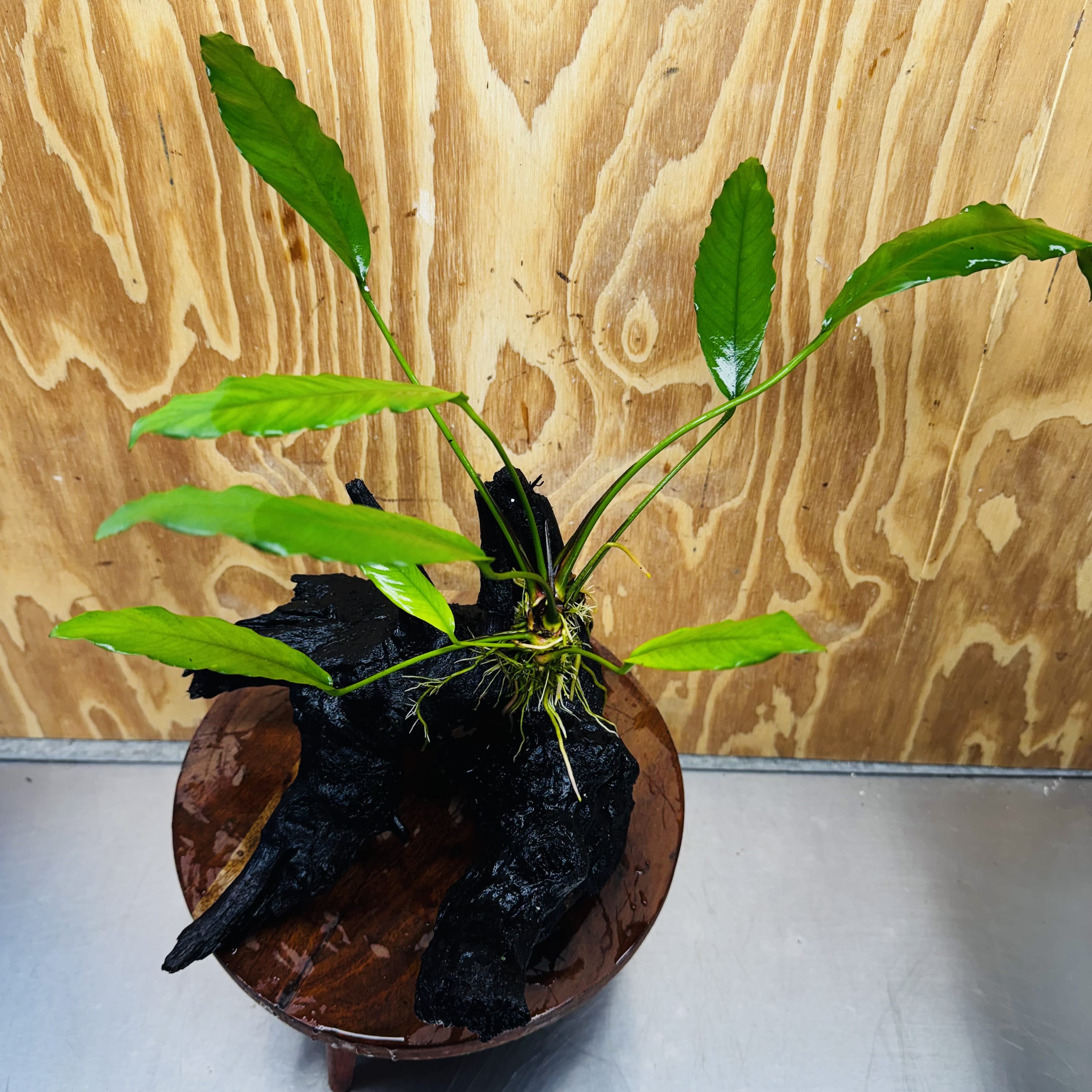 Scapeshop.com.au One Only Anubias 'Barteri' on Large Driftwood Creation - One Only - Strong Anubias Barteri Large Driftwood - ONE ONLY - Scapeshop Aquarium Plants