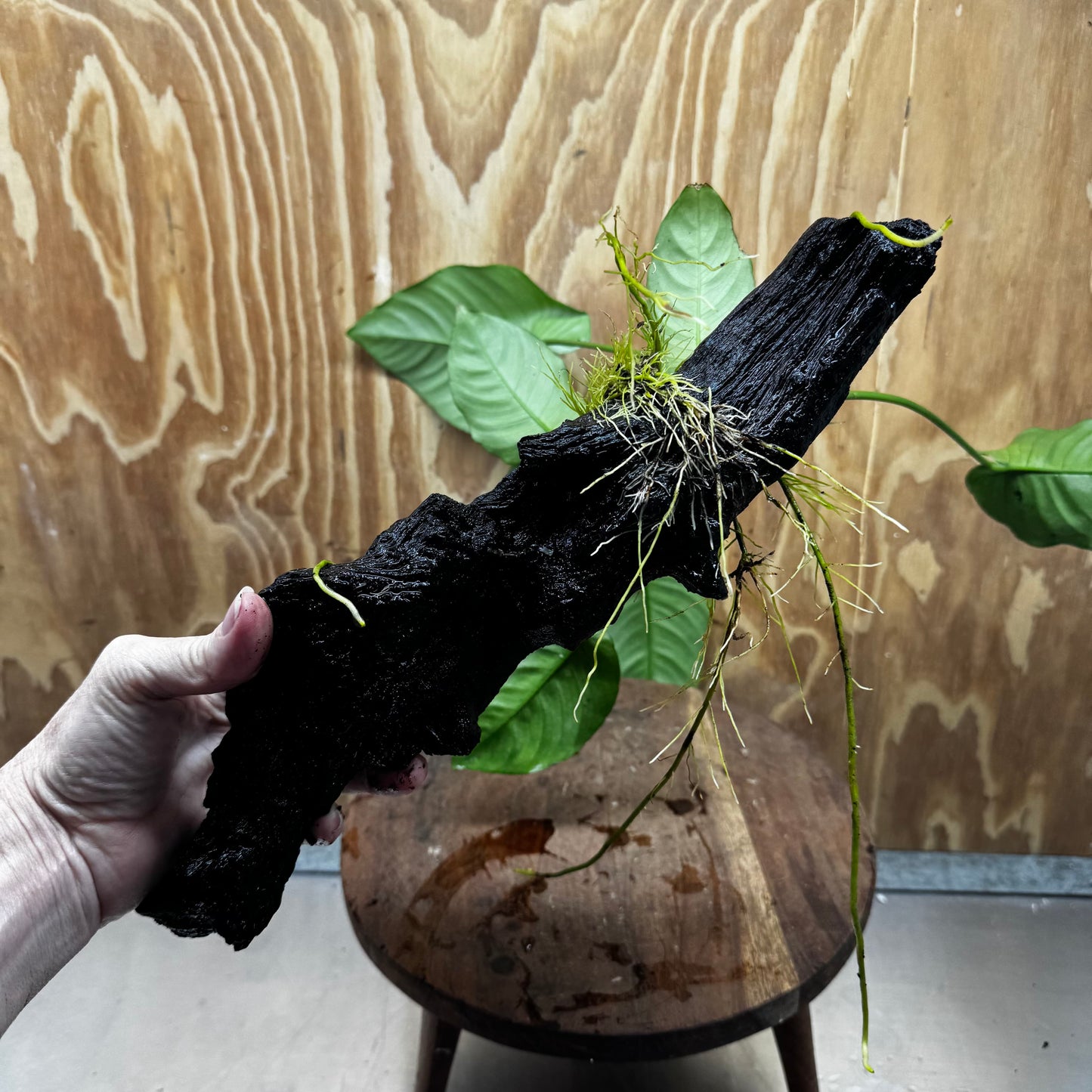 Scapeshop.com.au One Only Anubias 'Barteri' on Large Driftwood Creation - One Only - Strong Anubias Barteri Large Driftwood - ONE ONLY - Scapeshop Aquarium Plants