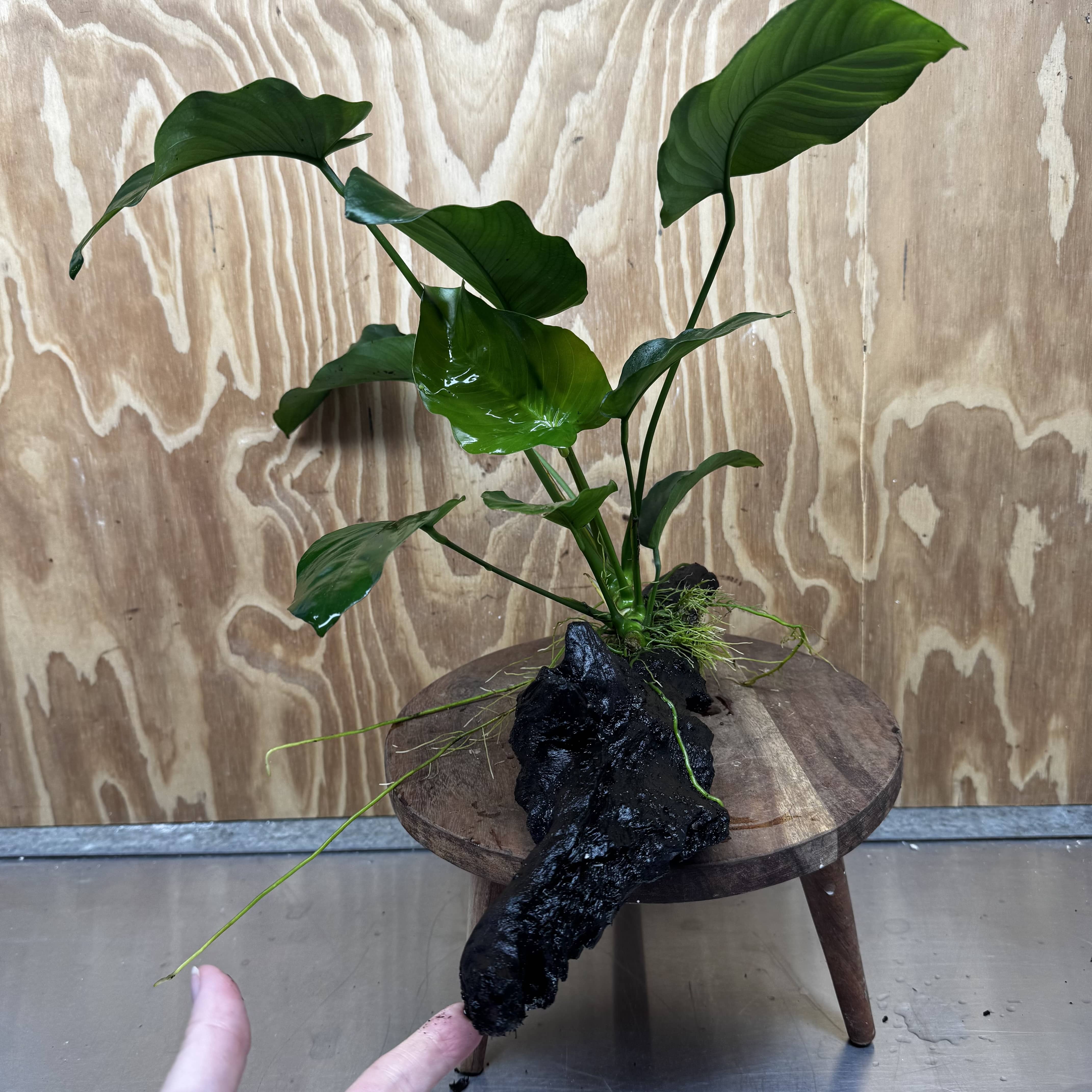 Scapeshop.com.au One Only Anubias 'Barteri' on Large Driftwood Creation - One Only - Strong Anubias Barteri Large Driftwood - ONE ONLY - Scapeshop Aquarium Plants