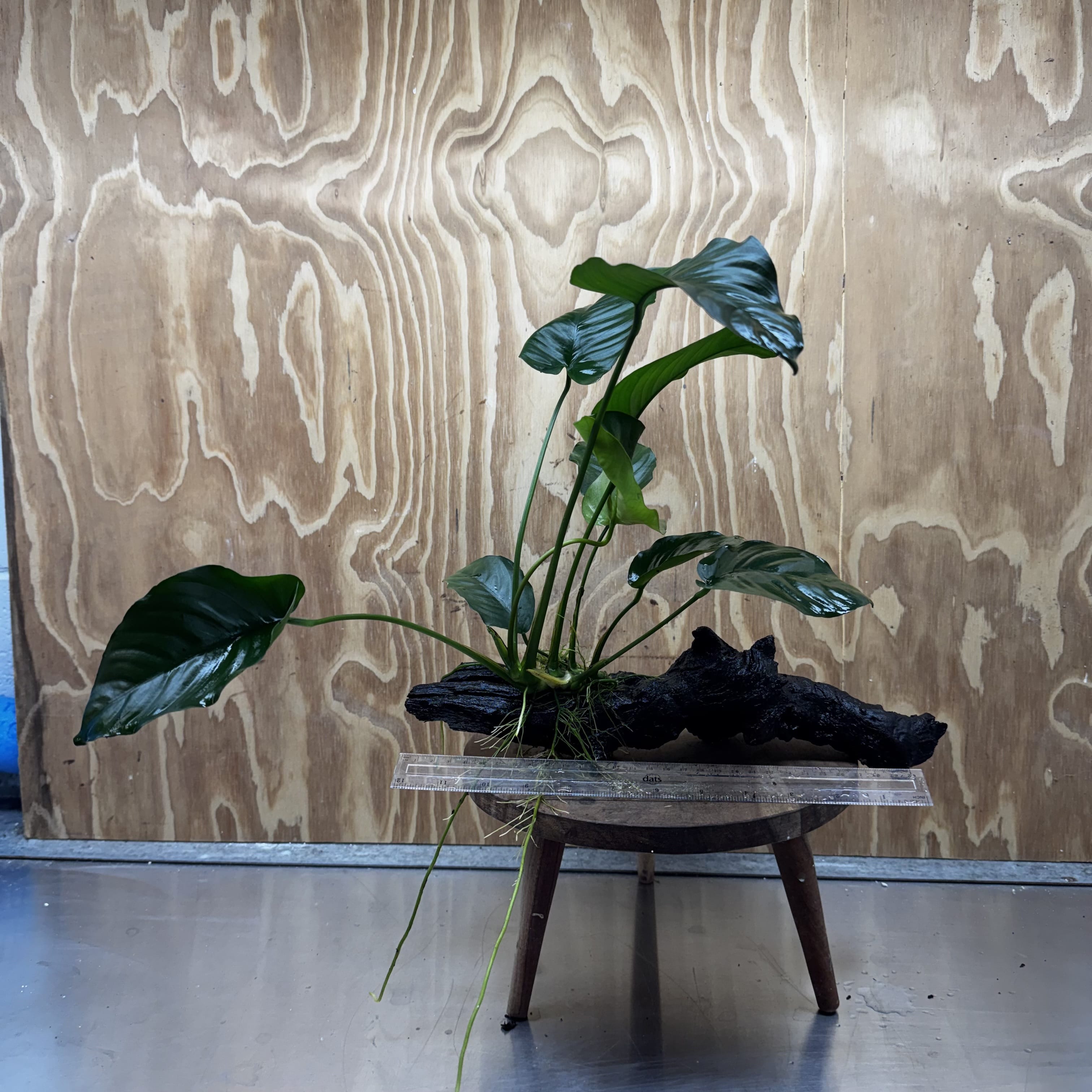 Scapeshop.com.au One Only Anubias 'Barteri' on Large Driftwood Creation - One Only - Strong Anubias Barteri Large Driftwood - ONE ONLY - Scapeshop Aquarium Plants