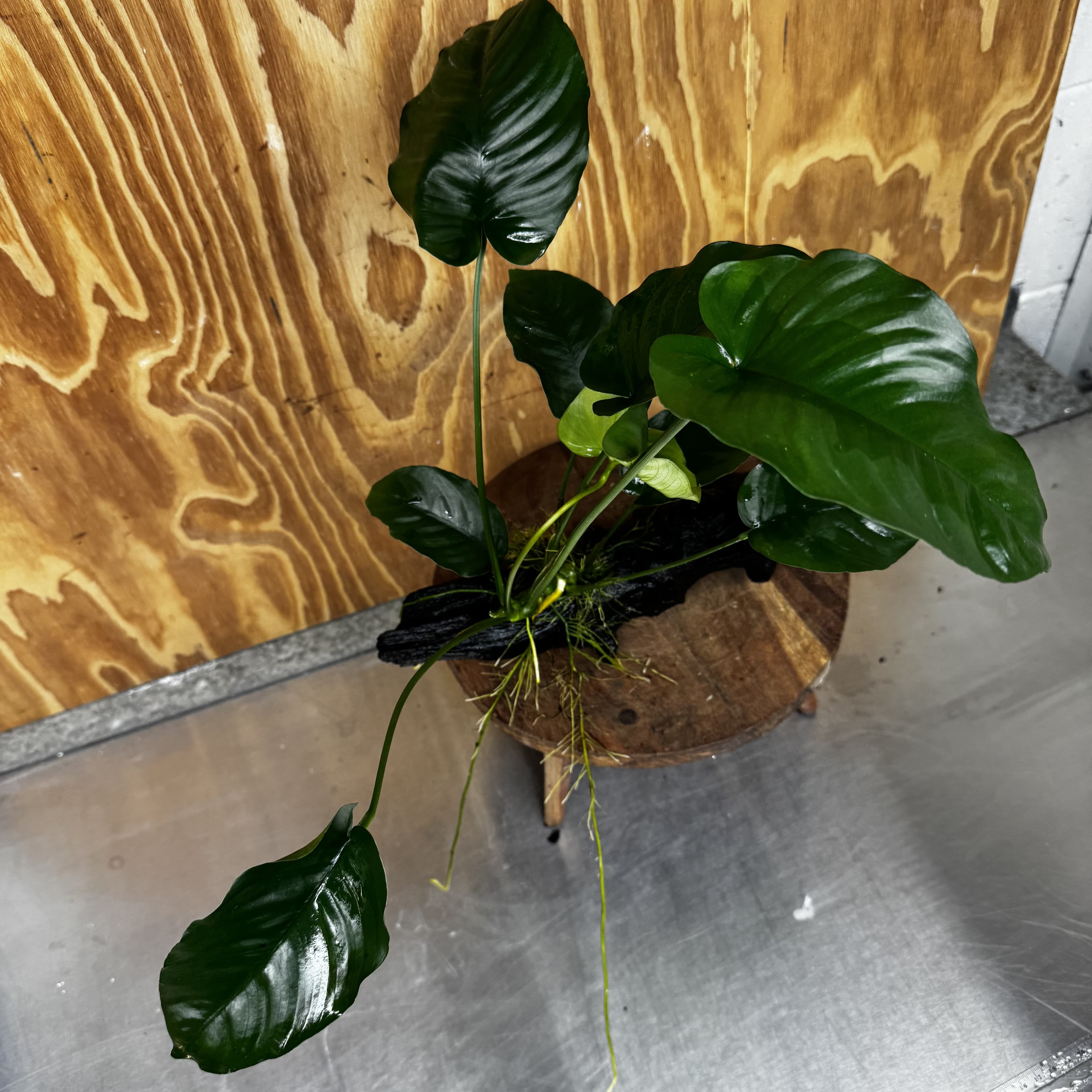 Scapeshop.com.au One Only Anubias 'Barteri' on Large Driftwood Creation - One Only - Strong Anubias Barteri Large Driftwood - ONE ONLY - Scapeshop Aquarium Plants