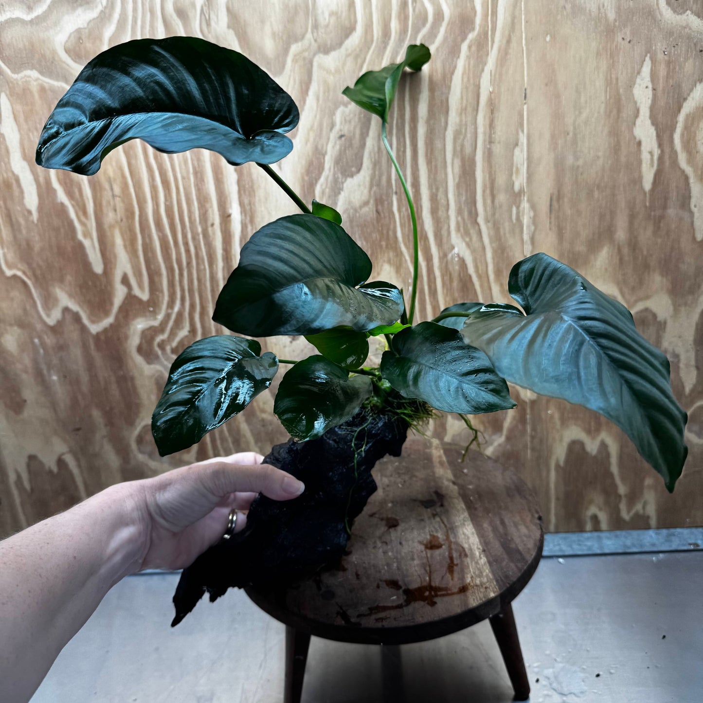Scapeshop.com.au One Only Anubias 'Barteri' on Large Driftwood Creation - One Only - Strong Anubias Barteri Large Driftwood - ONE ONLY - Scapeshop Aquarium Plants