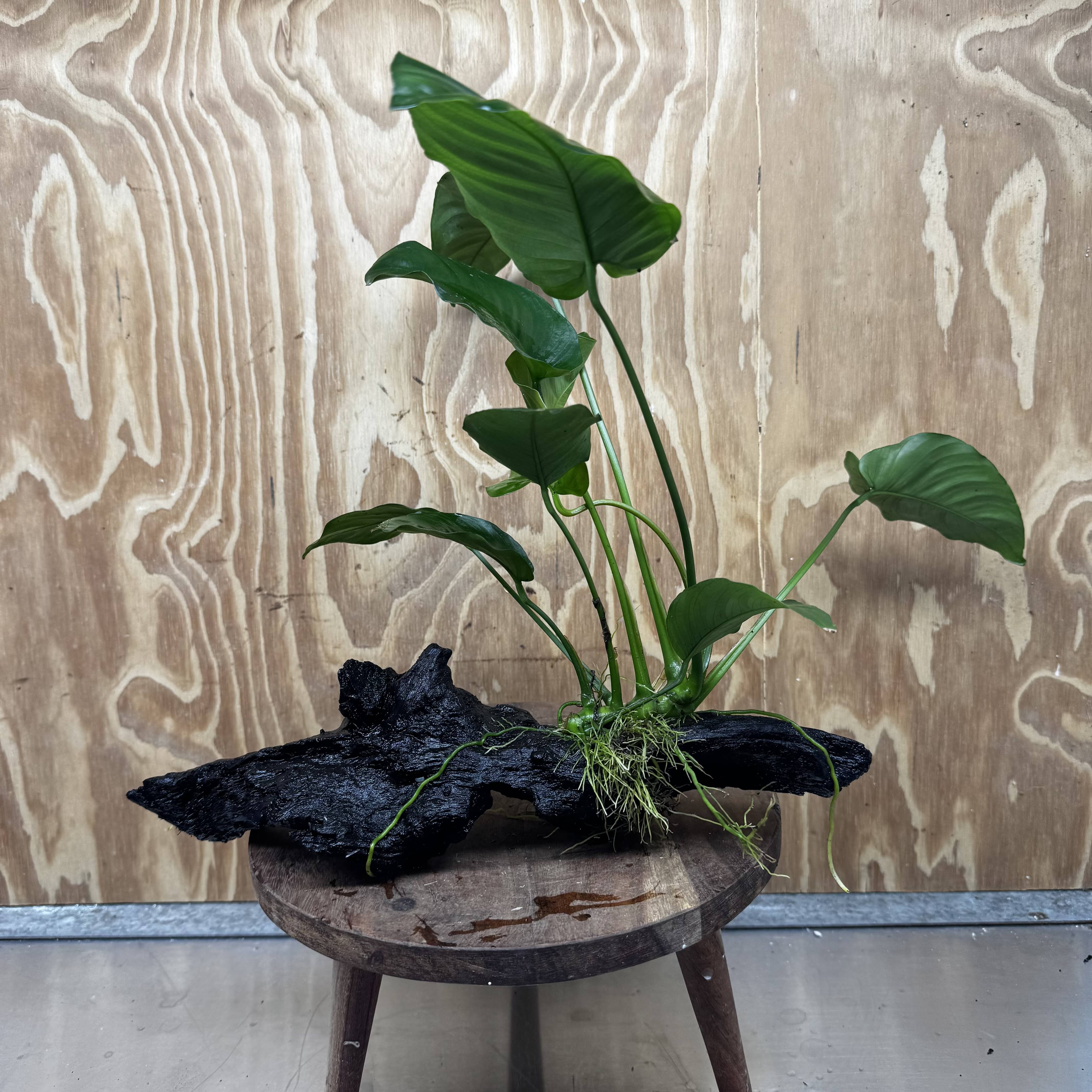 Scapeshop.com.au One Only Anubias 'Barteri' on Large Driftwood Creation - One Only - Strong Anubias Barteri Large Driftwood - ONE ONLY - Scapeshop Aquarium Plants
