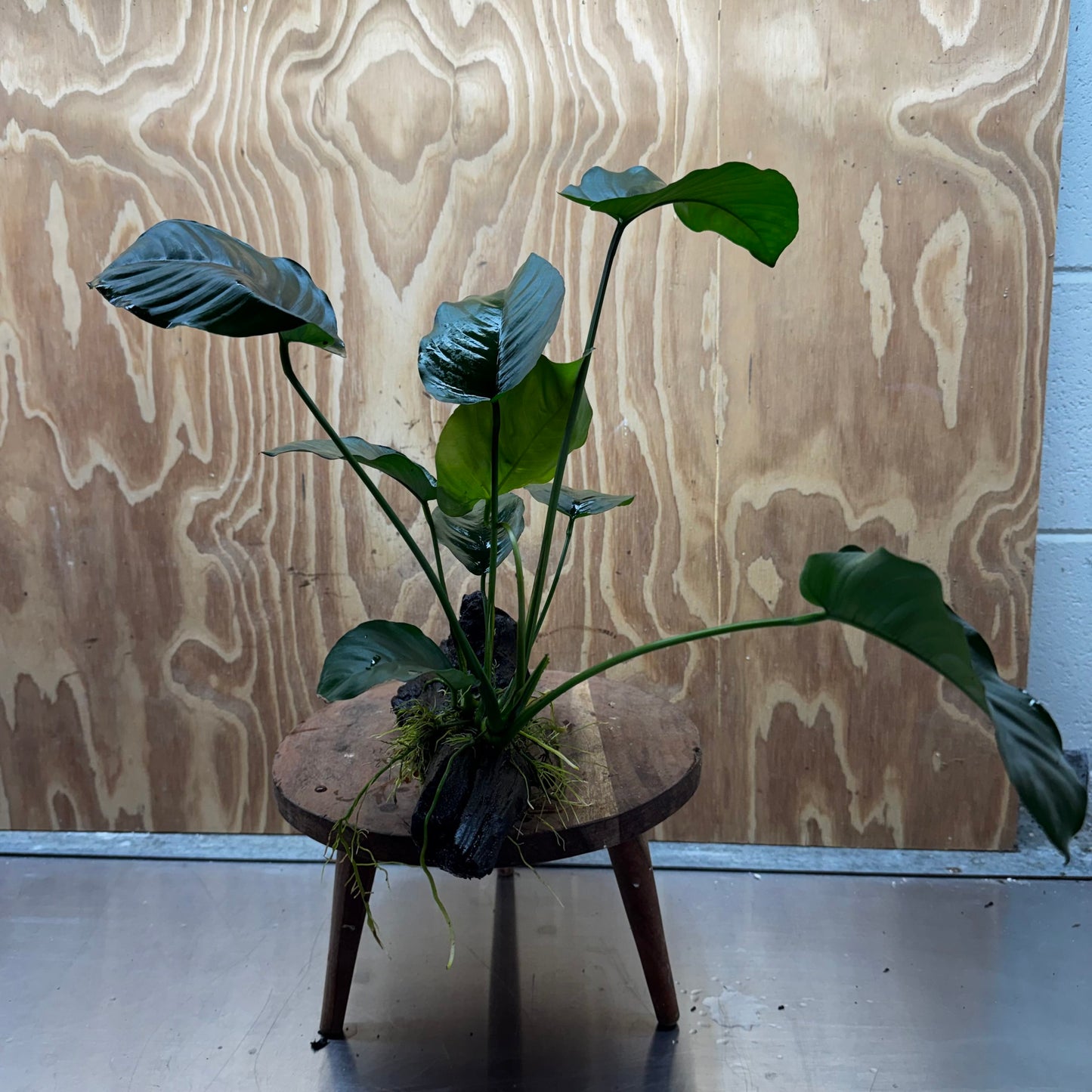 Scapeshop.com.au One Only Anubias 'Barteri' on Large Driftwood Creation - One Only - Strong Anubias Barteri Large Driftwood - ONE ONLY - Scapeshop Aquarium Plants