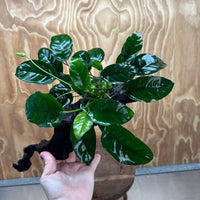 Scapeshop.com.au One Only Anubias 'Barteri' on Large Driftwood Creation - One Only - Strong Anubias Barteri Large Driftwood - ONE ONLY - Scapeshop Aquarium Plants