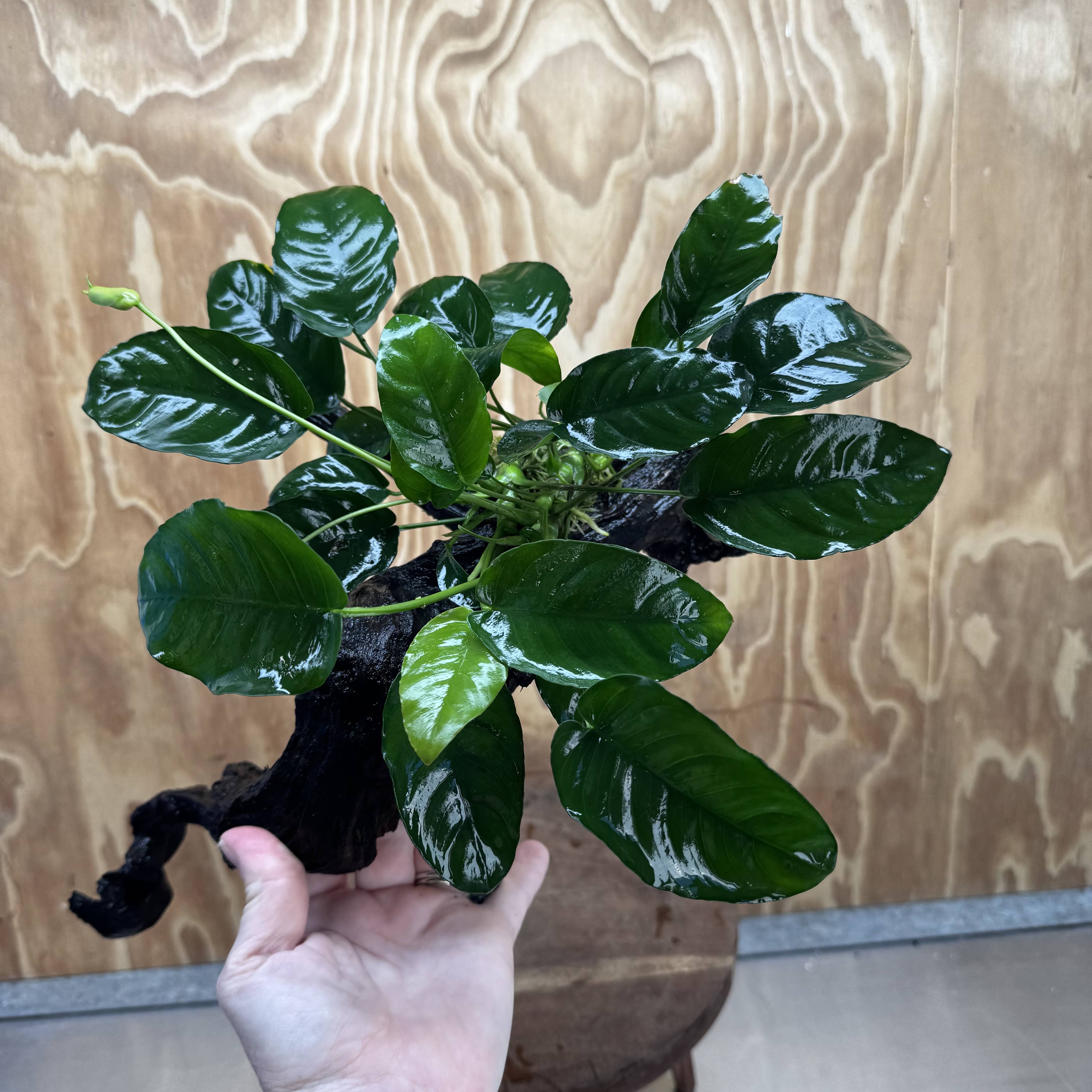 Scapeshop.com.au One Only Anubias 'Barteri' on Large Driftwood Creation - One Only - Strong Anubias Barteri Large Driftwood - ONE ONLY - Scapeshop Aquarium Plants