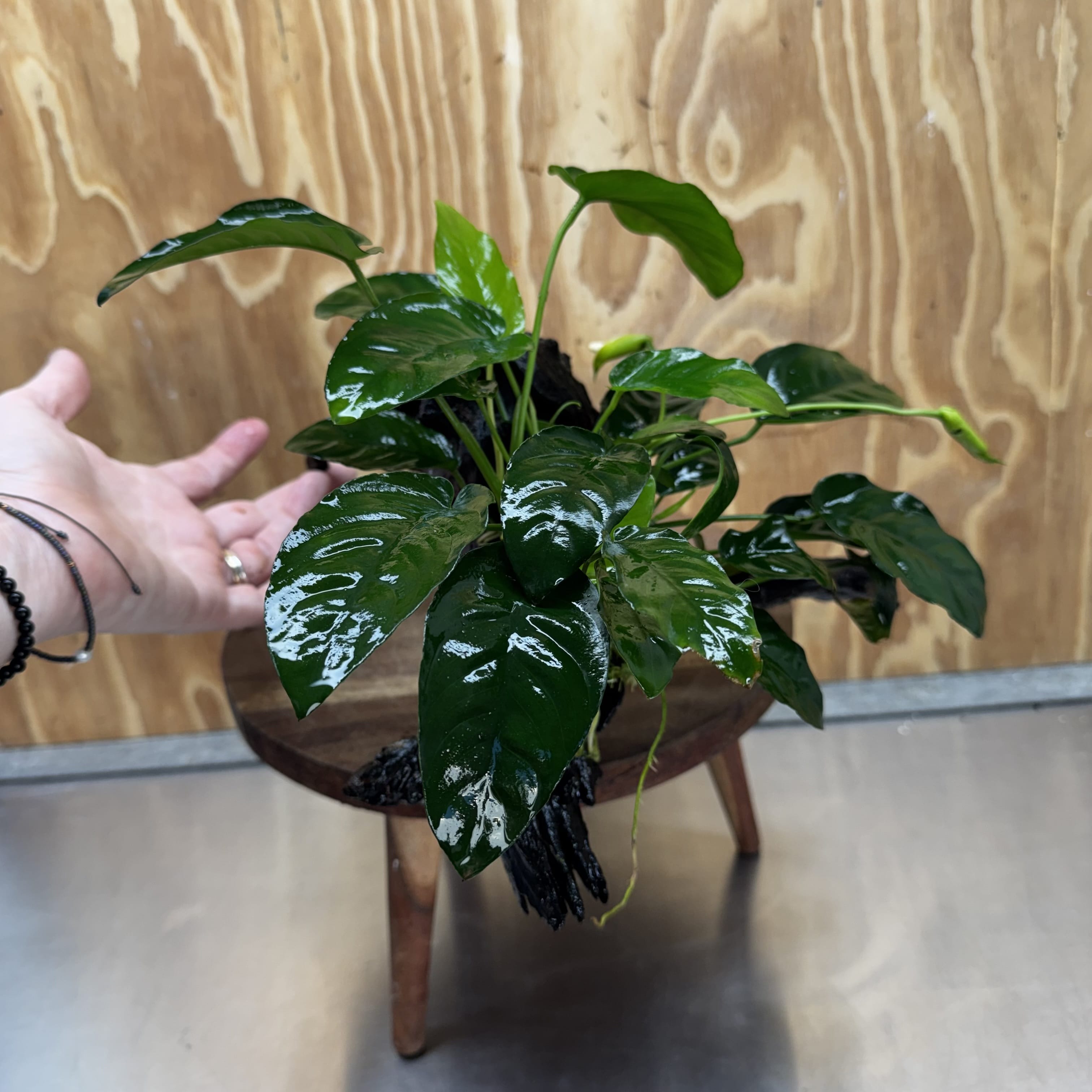Scapeshop.com.au One Only Anubias 'Barteri' on Large Driftwood Creation - One Only - Strong Anubias Barteri Large Driftwood - ONE ONLY - Scapeshop Aquarium Plants