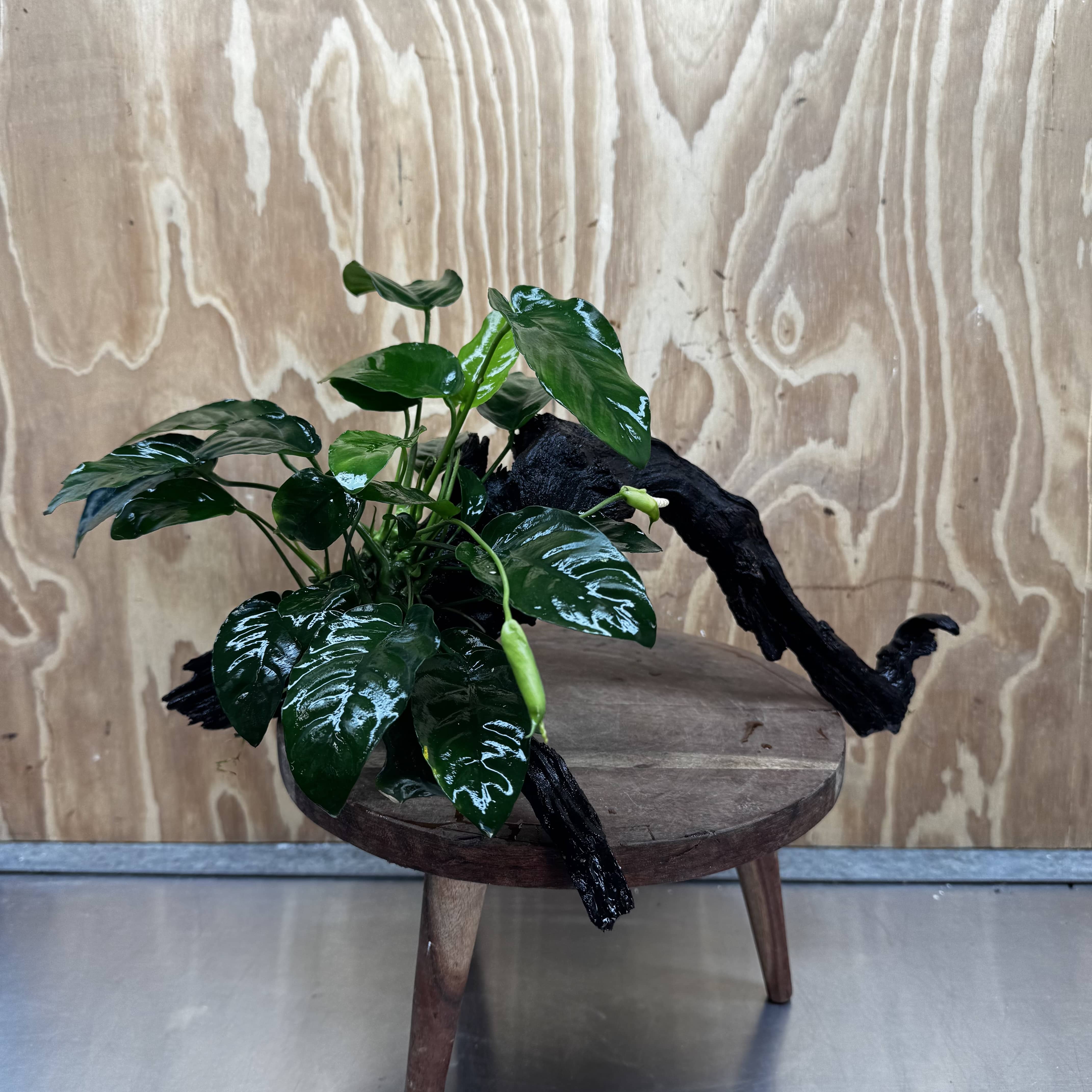 Scapeshop.com.au One Only Anubias 'Barteri' on Large Driftwood Creation - One Only - Strong Anubias Barteri Large Driftwood - ONE ONLY - Scapeshop Aquarium Plants
