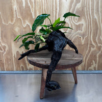 Scapeshop.com.au One Only Anubias 'Barteri' on Large Driftwood Creation - One Only - Strong Anubias Barteri Large Driftwood - ONE ONLY - Scapeshop Aquarium Plants