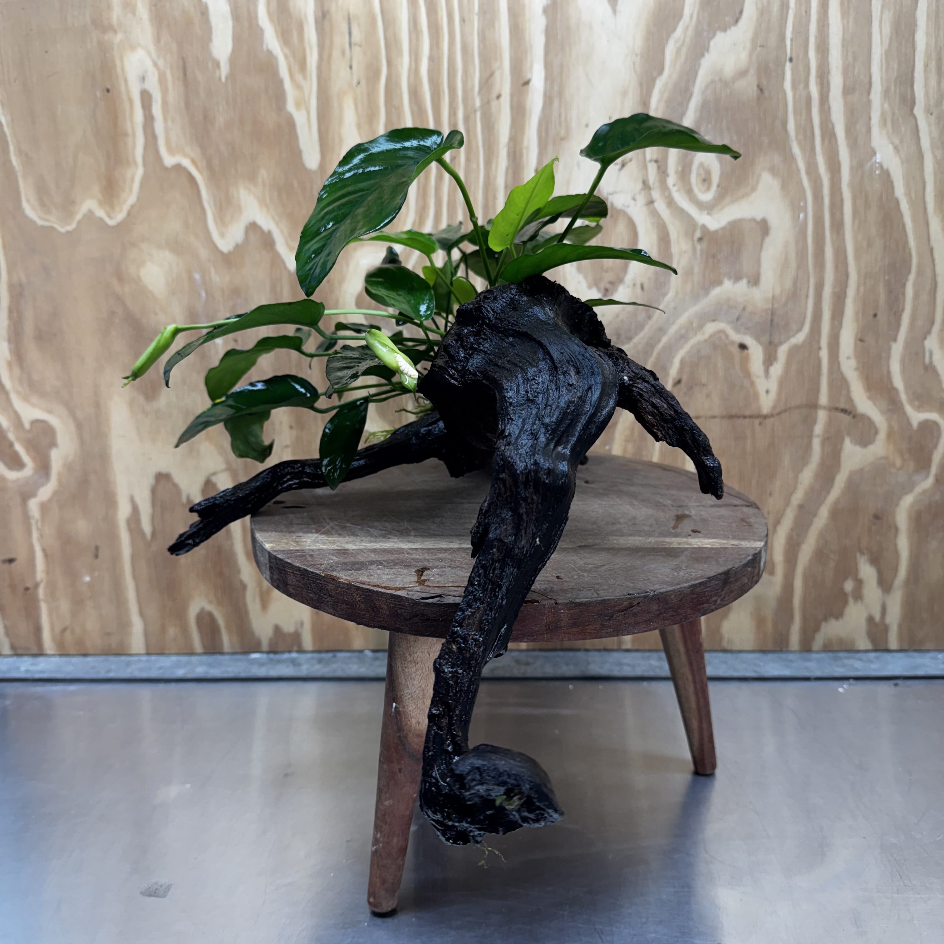 Scapeshop.com.au One Only Anubias 'Barteri' on Large Driftwood Creation - One Only - Strong Anubias Barteri Large Driftwood - ONE ONLY - Scapeshop Aquarium Plants