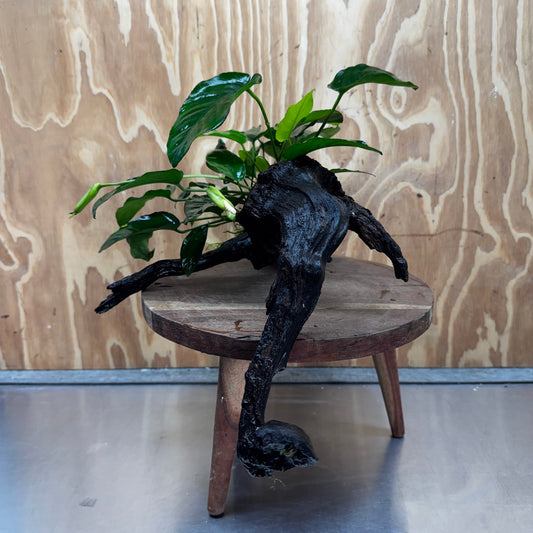 Scapeshop.com.au One Only Anubias 'Barteri' on Large Driftwood Creation - One Only - Strong Anubias Barteri Large Driftwood - ONE ONLY - Scapeshop Aquarium Plants