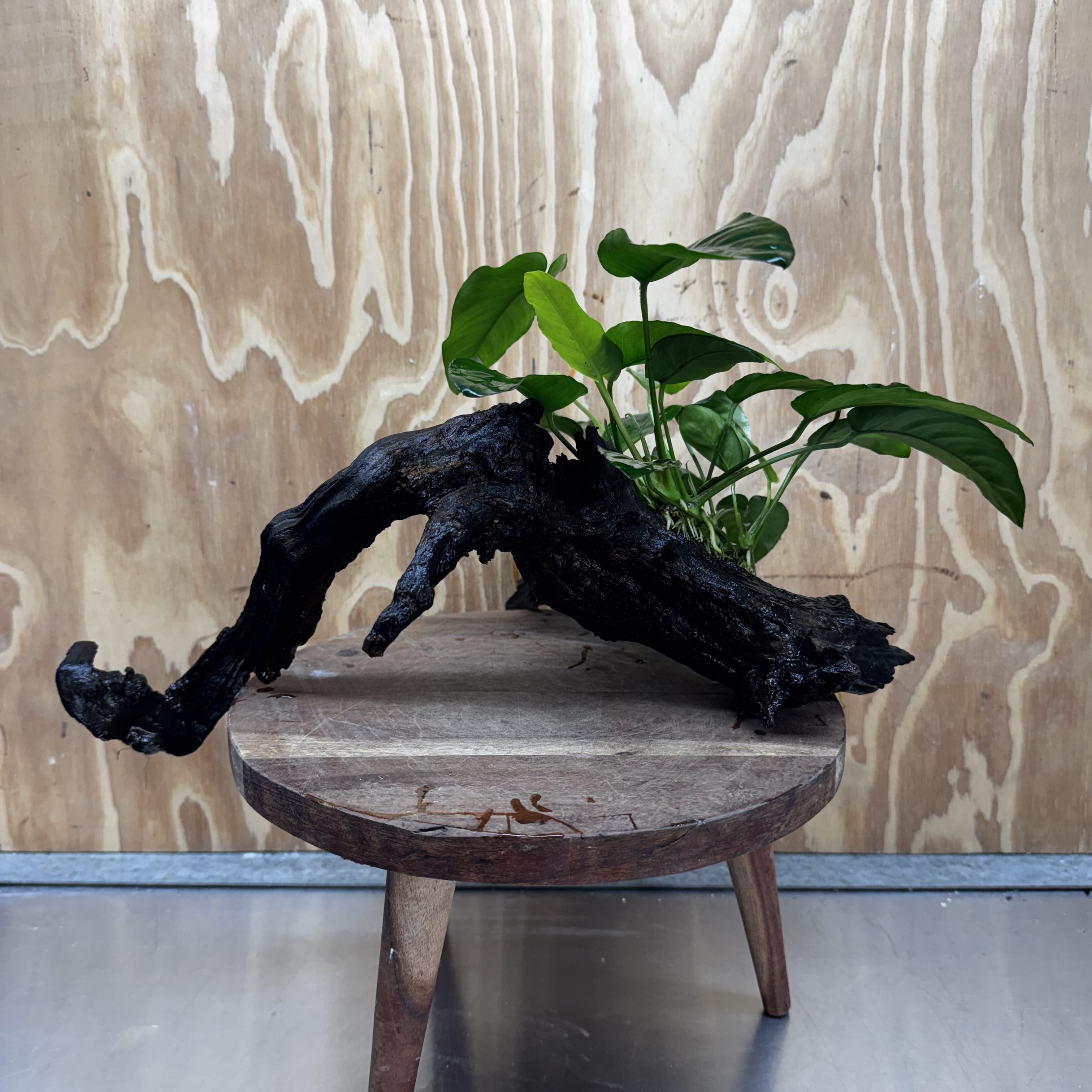 Scapeshop.com.au One Only Anubias 'Barteri' on Large Driftwood Creation - One Only - Strong Anubias Barteri Large Driftwood - ONE ONLY - Scapeshop Aquarium Plants