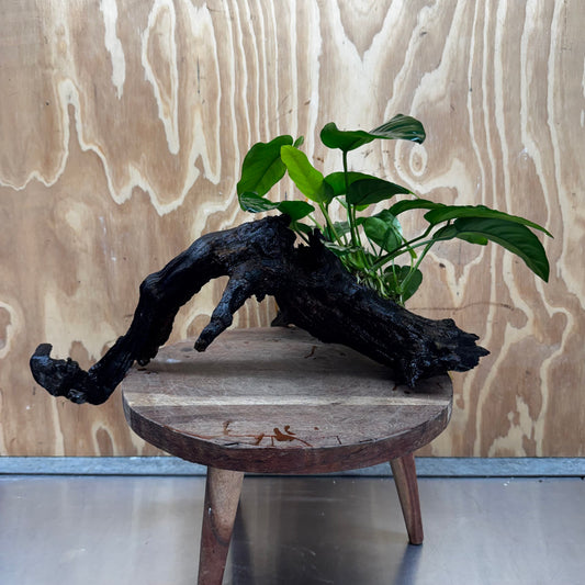 Scapeshop.com.au One Only Anubias 'Barteri' on Large Driftwood Creation - One Only - Strong Anubias Barteri Large Driftwood - ONE ONLY - Scapeshop Aquarium Plants
