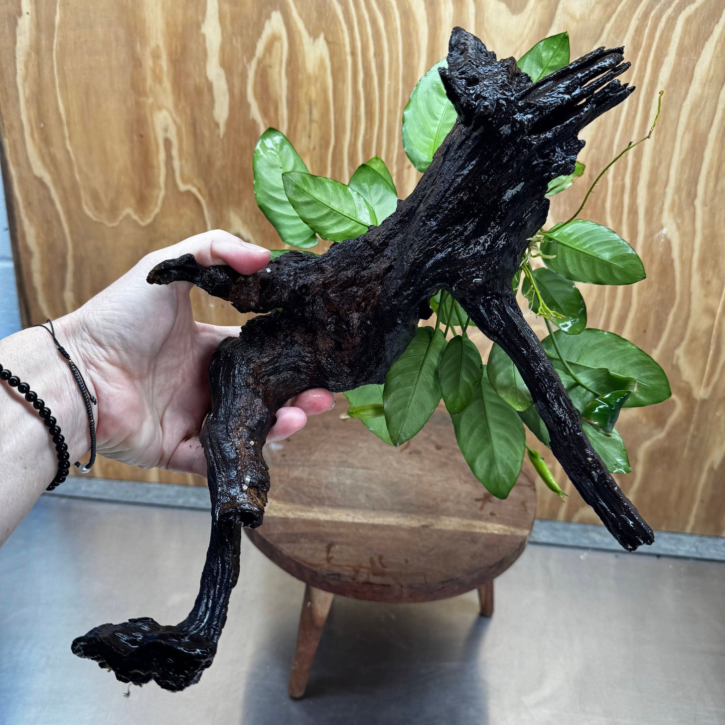 Scapeshop.com.au One Only Anubias 'Barteri' on Large Driftwood Creation - One Only - Strong Anubias Barteri Large Driftwood - ONE ONLY - Scapeshop Aquarium Plants