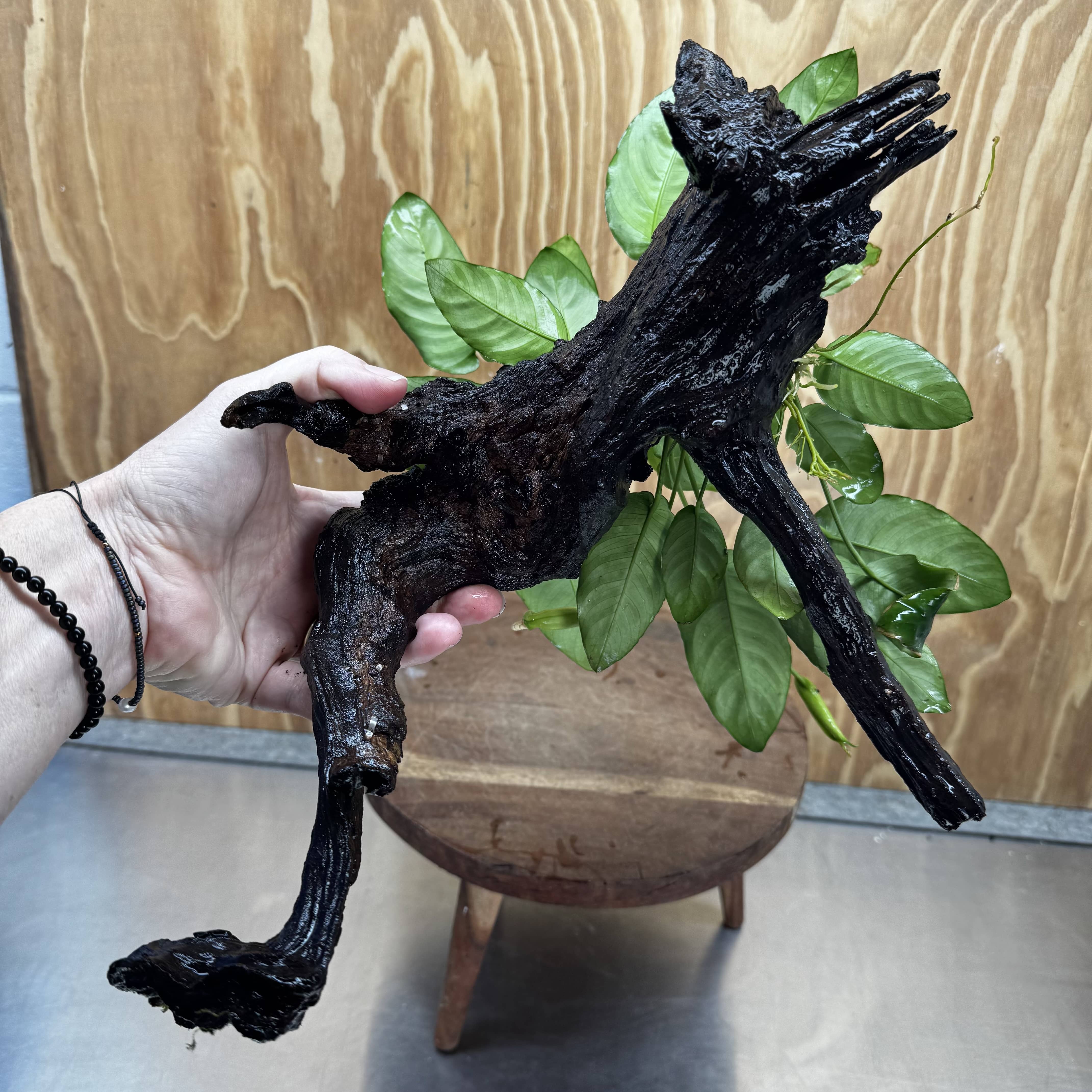 Scapeshop.com.au One Only Anubias 'Barteri' on Large Driftwood Creation - One Only - Strong Anubias Barteri Large Driftwood - ONE ONLY - Scapeshop Aquarium Plants