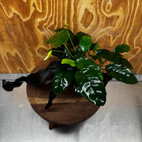 Scapeshop.com.au One Only Anubias 'Barteri' on Large Driftwood Creation - One Only - Strong Anubias Barteri Large Driftwood - ONE ONLY - Scapeshop Aquarium Plants