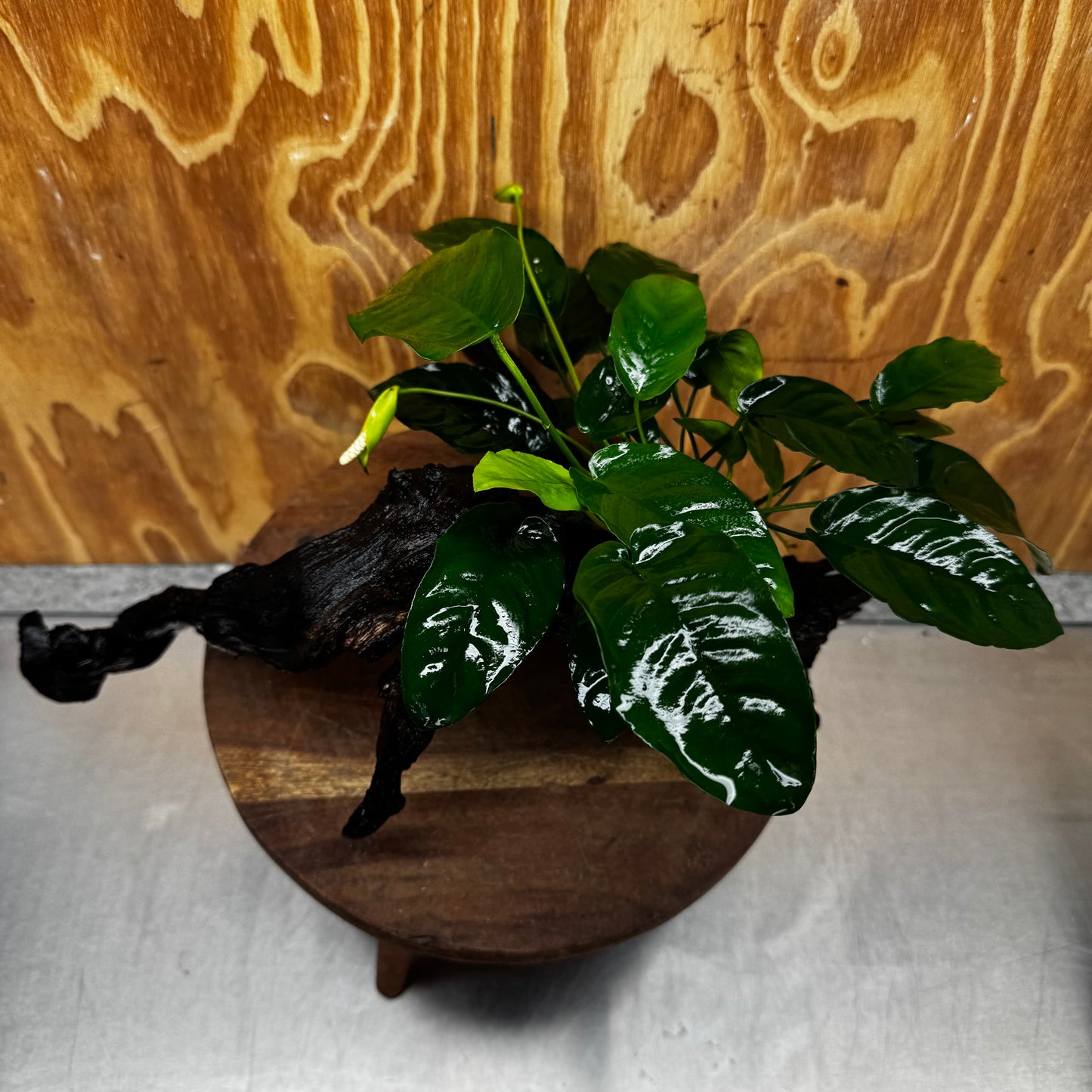Scapeshop.com.au One Only Anubias 'Barteri' on Large Driftwood Creation - One Only - Strong Anubias Barteri Large Driftwood - ONE ONLY - Scapeshop Aquarium Plants