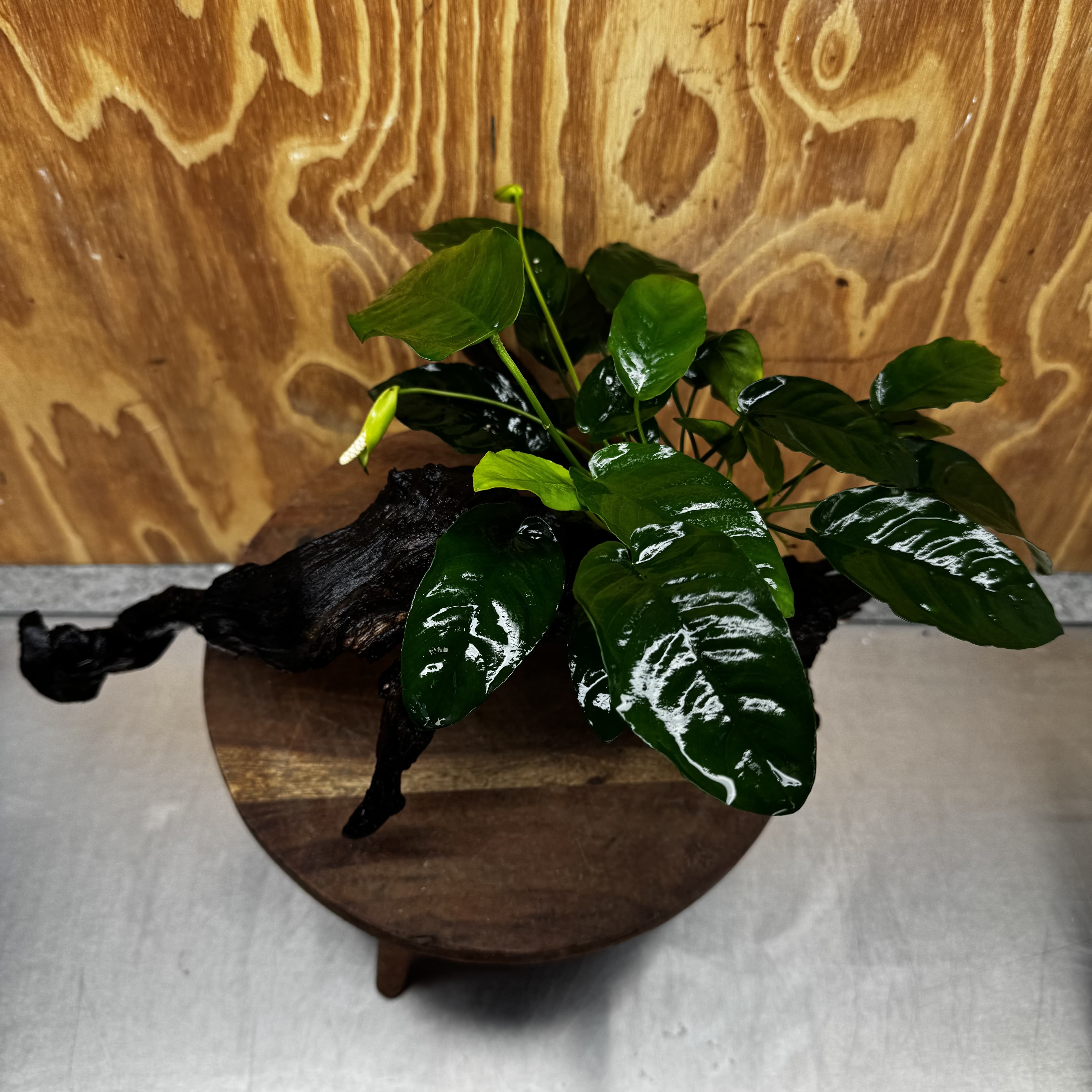 Scapeshop.com.au One Only Anubias 'Barteri' on Large Driftwood Creation - One Only - Strong Anubias Barteri Large Driftwood - ONE ONLY - Scapeshop Aquarium Plants