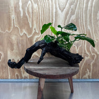 Scapeshop.com.au One Only Anubias 'Barteri' on Large Driftwood Creation - One Only - Strong Anubias Barteri Large Driftwood - ONE ONLY - Scapeshop Aquarium Plants