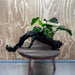 Scapeshop.com.au One Only Anubias 'Barteri' on Large Driftwood Creation - One Only - Strong Anubias Barteri Large Driftwood - ONE ONLY - Scapeshop Aquarium Plants