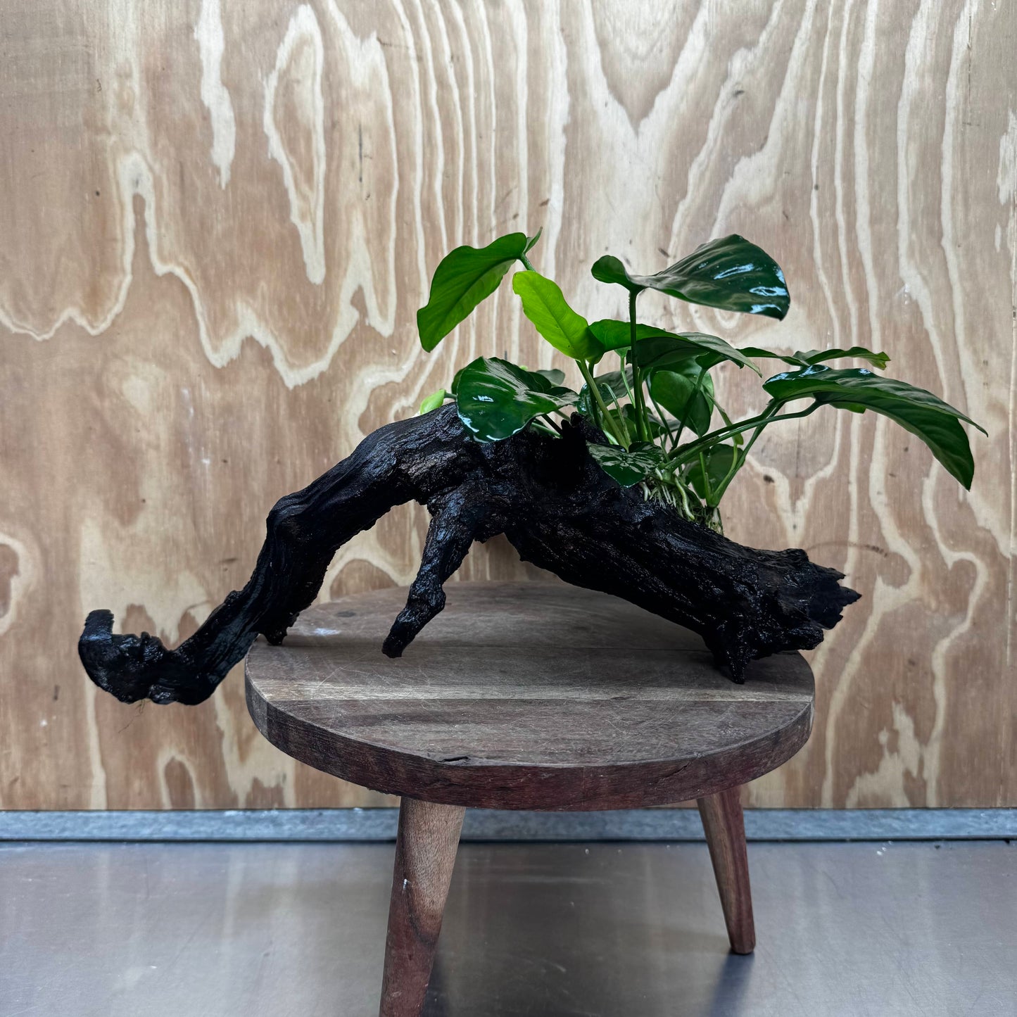 Scapeshop.com.au One Only Anubias 'Barteri' on Large Driftwood Creation - One Only - Strong Anubias Barteri Large Driftwood - ONE ONLY - Scapeshop Aquarium Plants