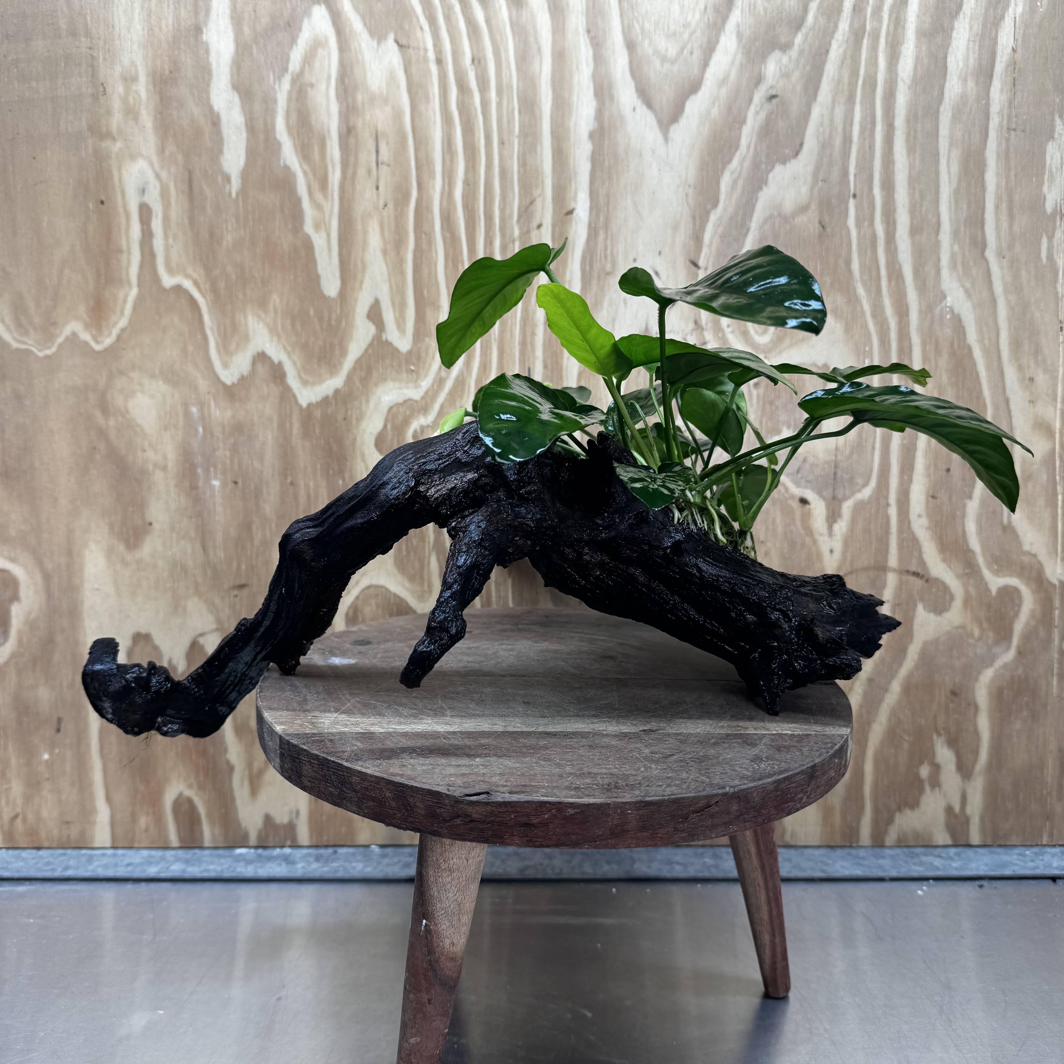 Scapeshop.com.au One Only Anubias 'Barteri' on Large Driftwood Creation - One Only - Strong Anubias Barteri Large Driftwood - ONE ONLY - Scapeshop Aquarium Plants
