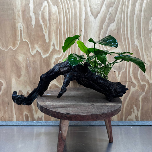 Scapeshop.com.au One Only Anubias 'Barteri' on Large Driftwood Creation - One Only - Strong Anubias Barteri Large Driftwood - ONE ONLY - Scapeshop Aquarium Plants