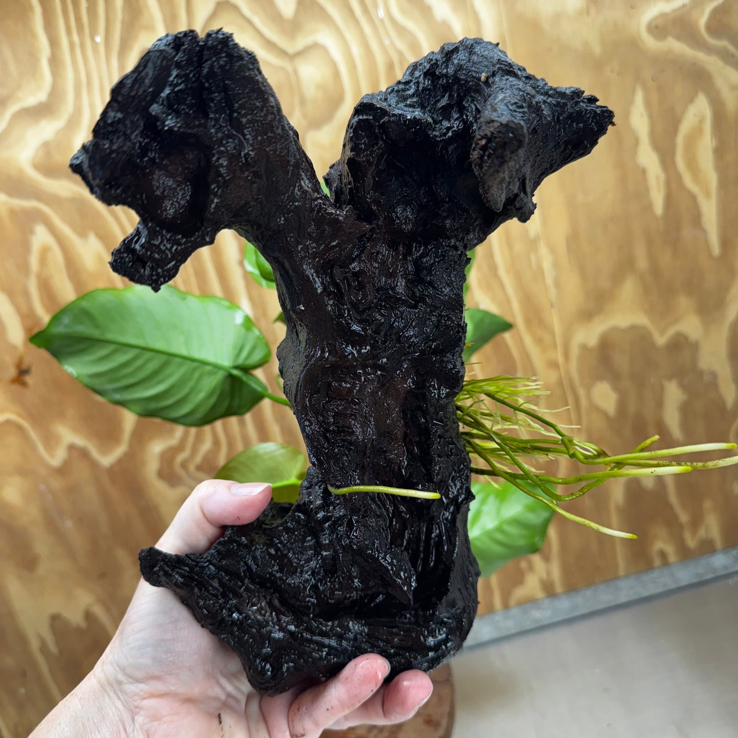 Scapeshop.com.au One Only Anubias 'Barteri' on Large Driftwood Creation - One Only - Strong Anubias Barteri Large Driftwood - ONE ONLY - Scapeshop Aquarium Plants