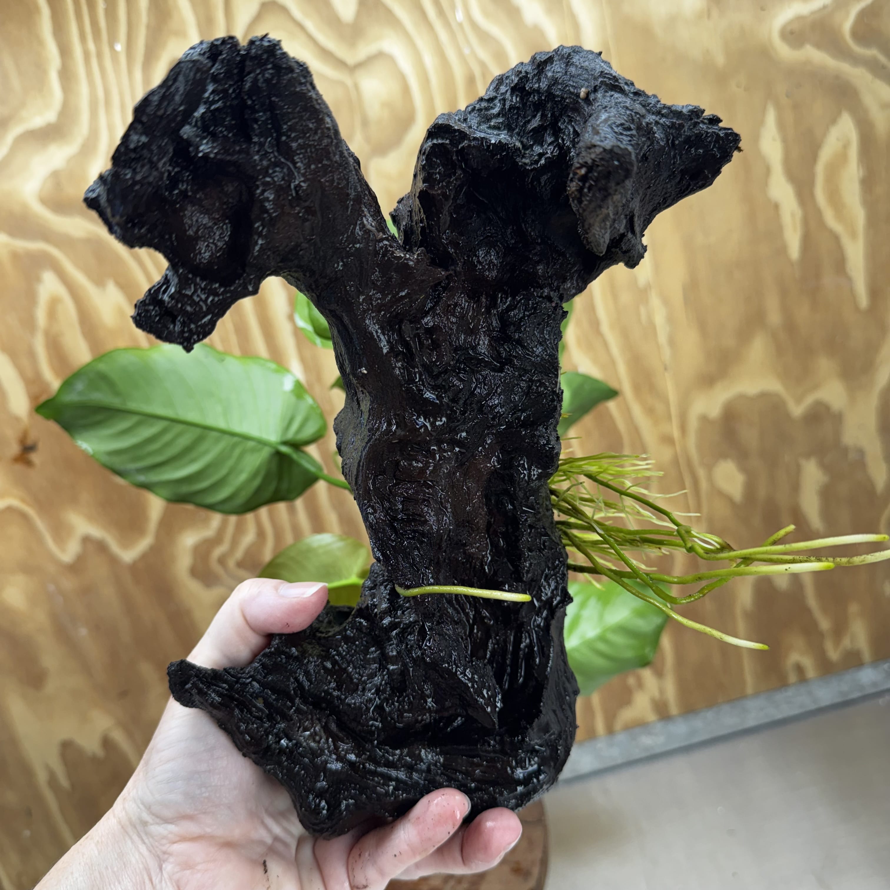 Scapeshop.com.au One Only Anubias 'Barteri' on Large Driftwood Creation - One Only - Strong Anubias Barteri Large Driftwood - ONE ONLY - Scapeshop Aquarium Plants