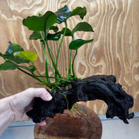 Scapeshop.com.au One Only Anubias 'Barteri' on Large Driftwood Creation - One Only - Strong Anubias Barteri Large Driftwood - ONE ONLY - Scapeshop Aquarium Plants